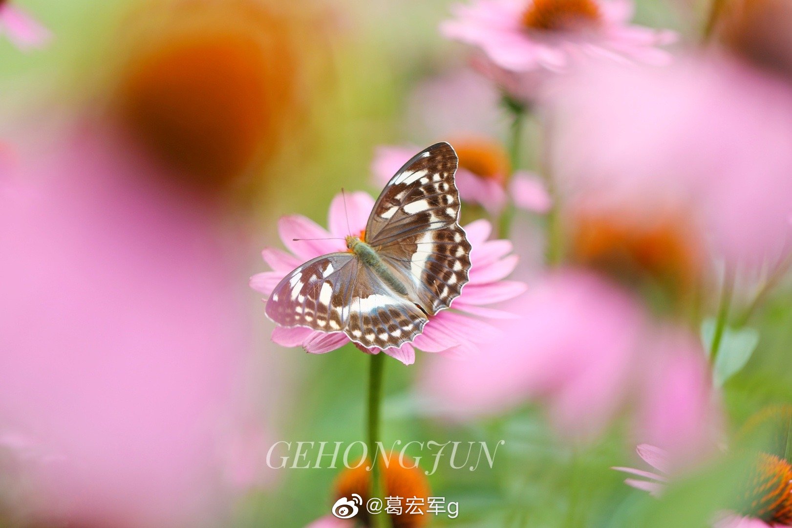 青豹蛱蝶 高清图集 新浪网