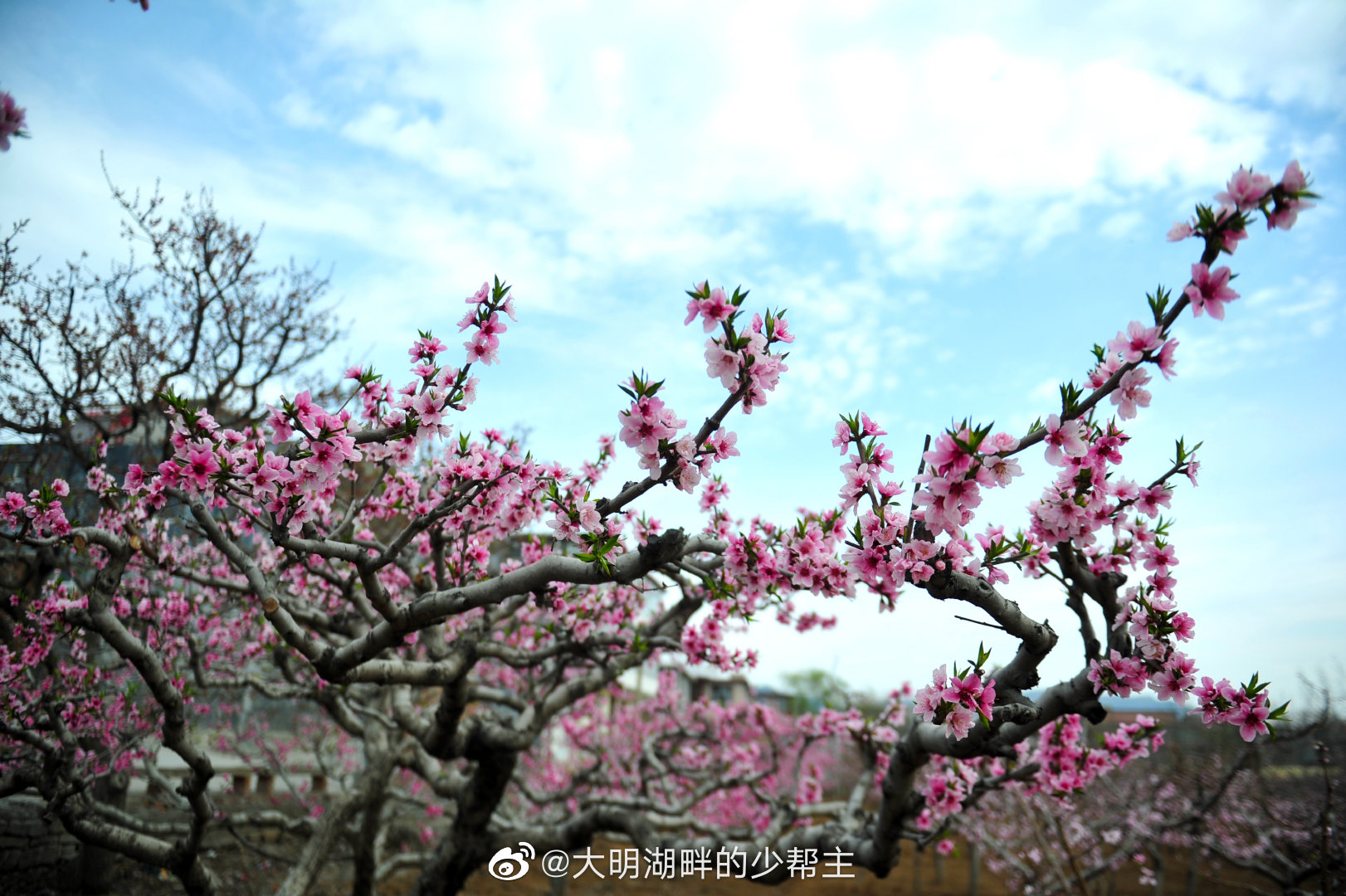 南山桃花朵朵开!近日,济南仲宫镇东泉泸村万亩桃花盛开