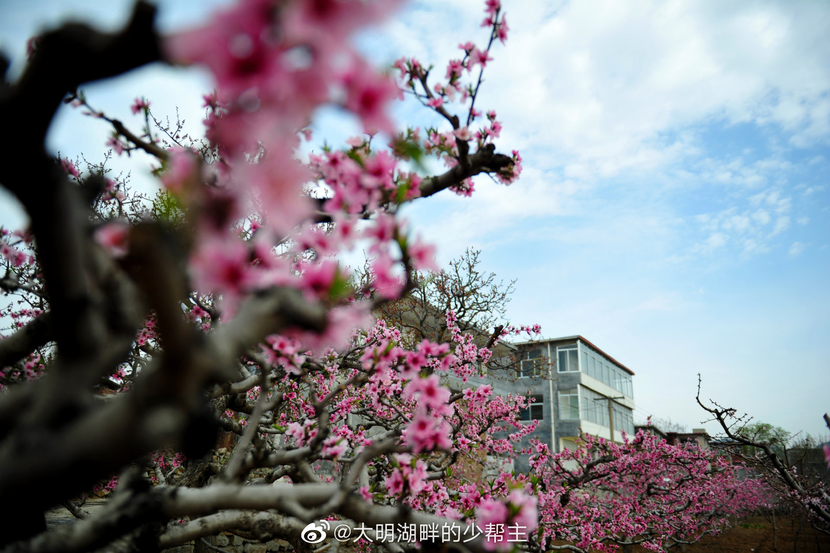 南山桃花朵朵开!近日,济南仲宫镇东泉泸村万亩桃花盛开