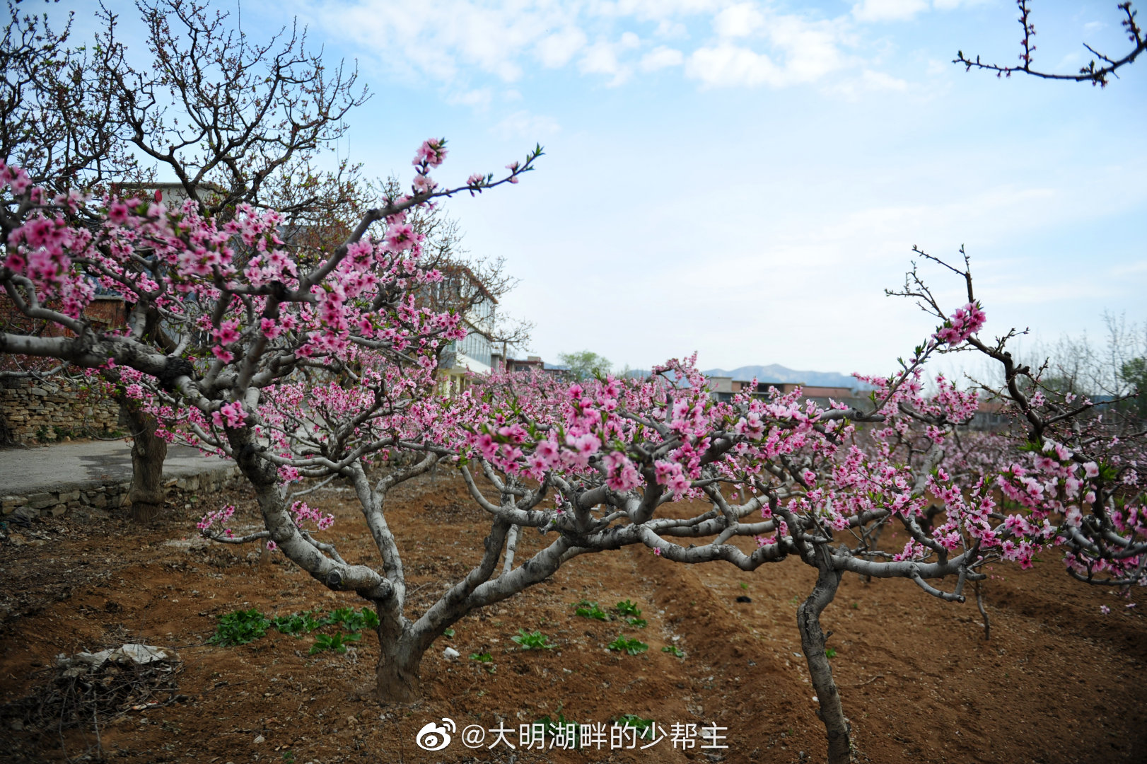 南山桃花朵朵开!近日,济南仲宫镇东泉泸村万亩桃花盛开