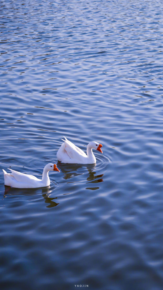 蔚蓝与白鹅,一湖皆银河.