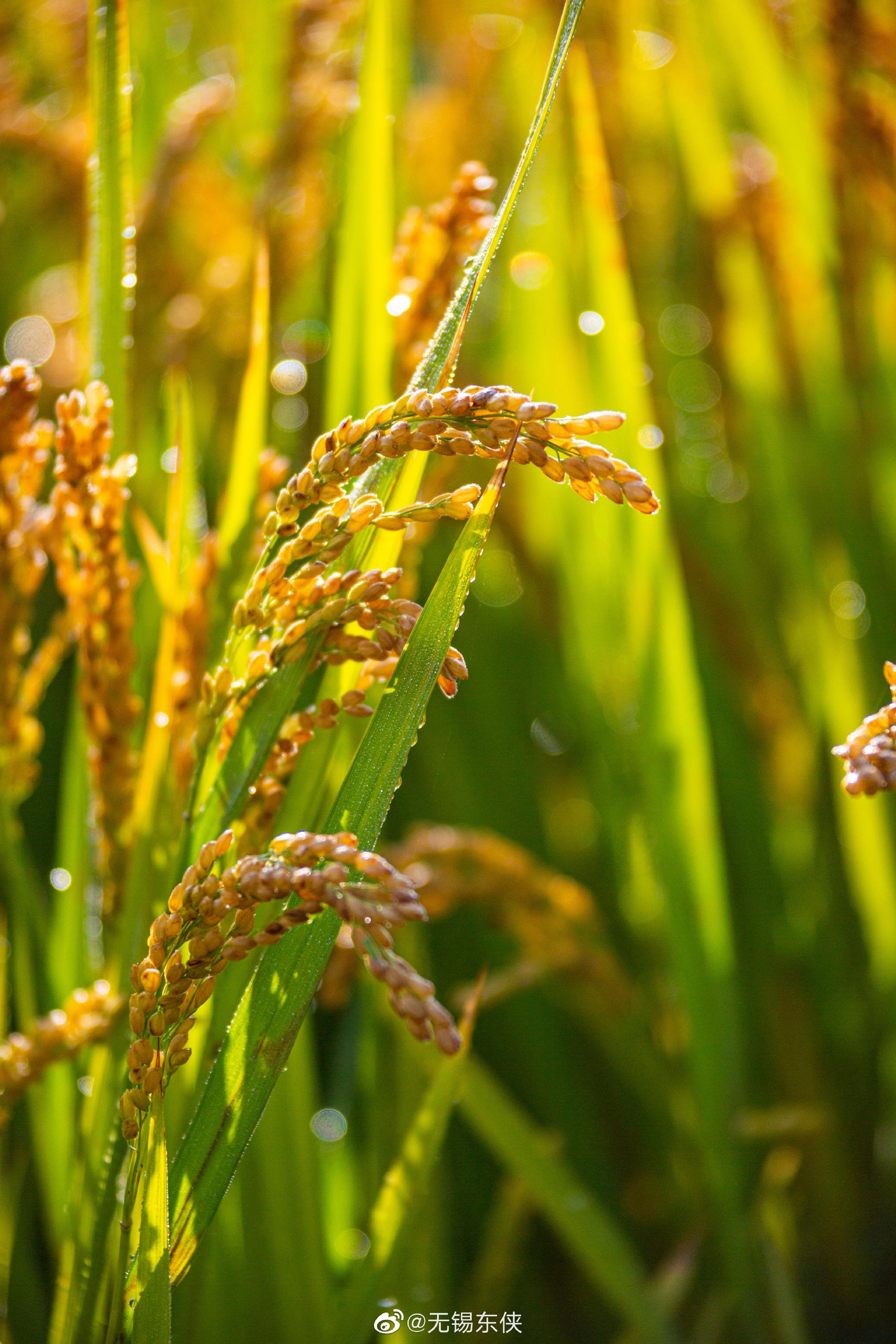 秋天的田野,稻花儿飘香……_高清图集_新浪网
