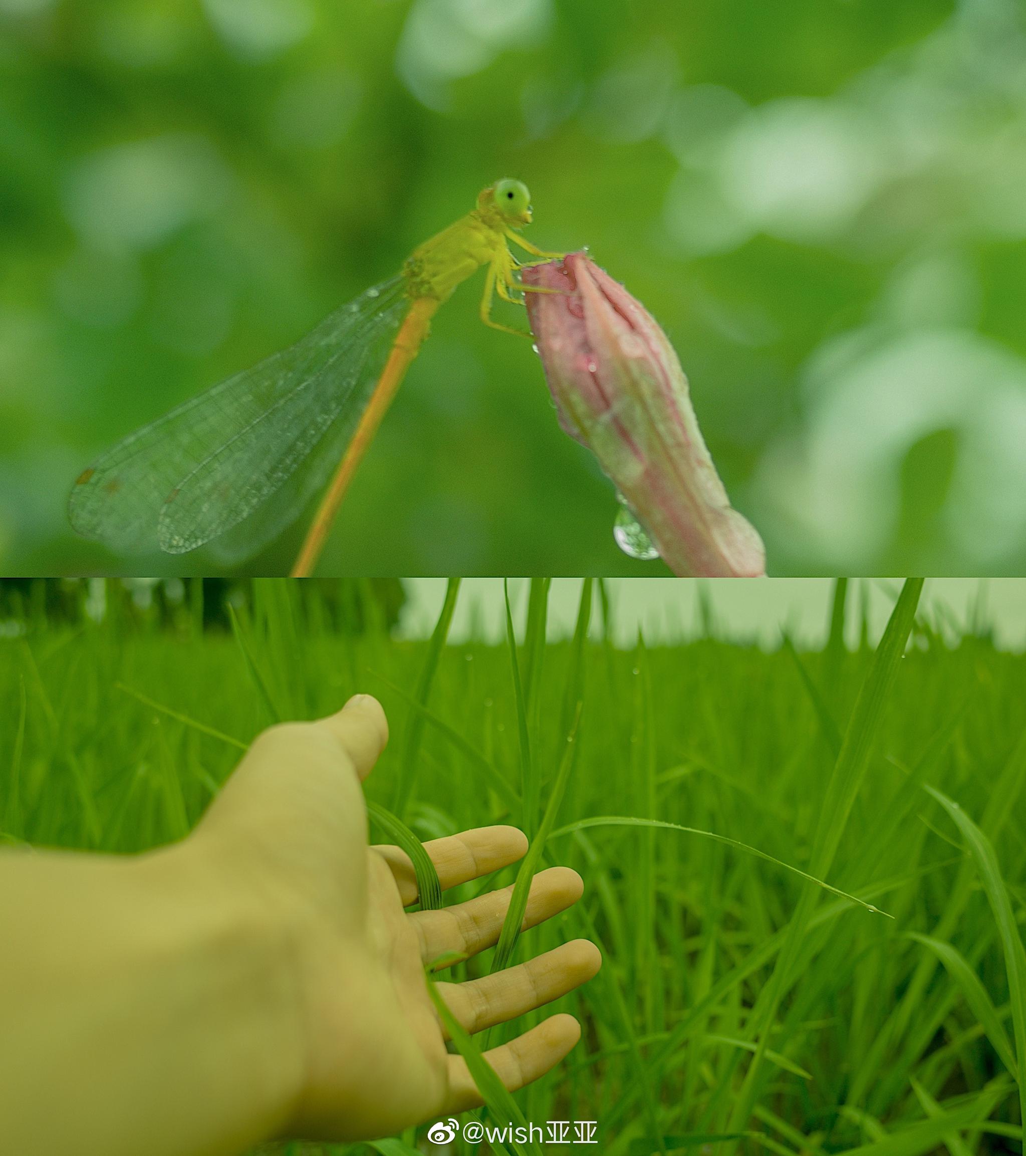 蝉鸣与盛夏 | 摄影@wish亚亚