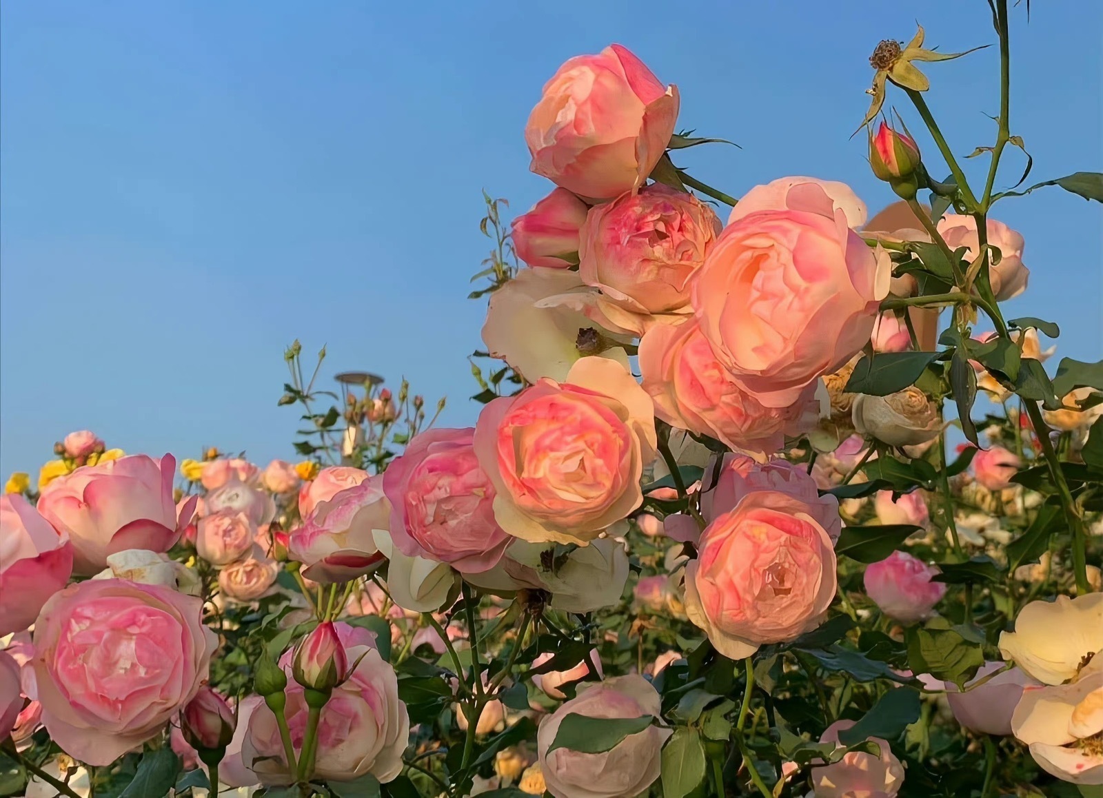 ipad电脑壁纸该换新啦!