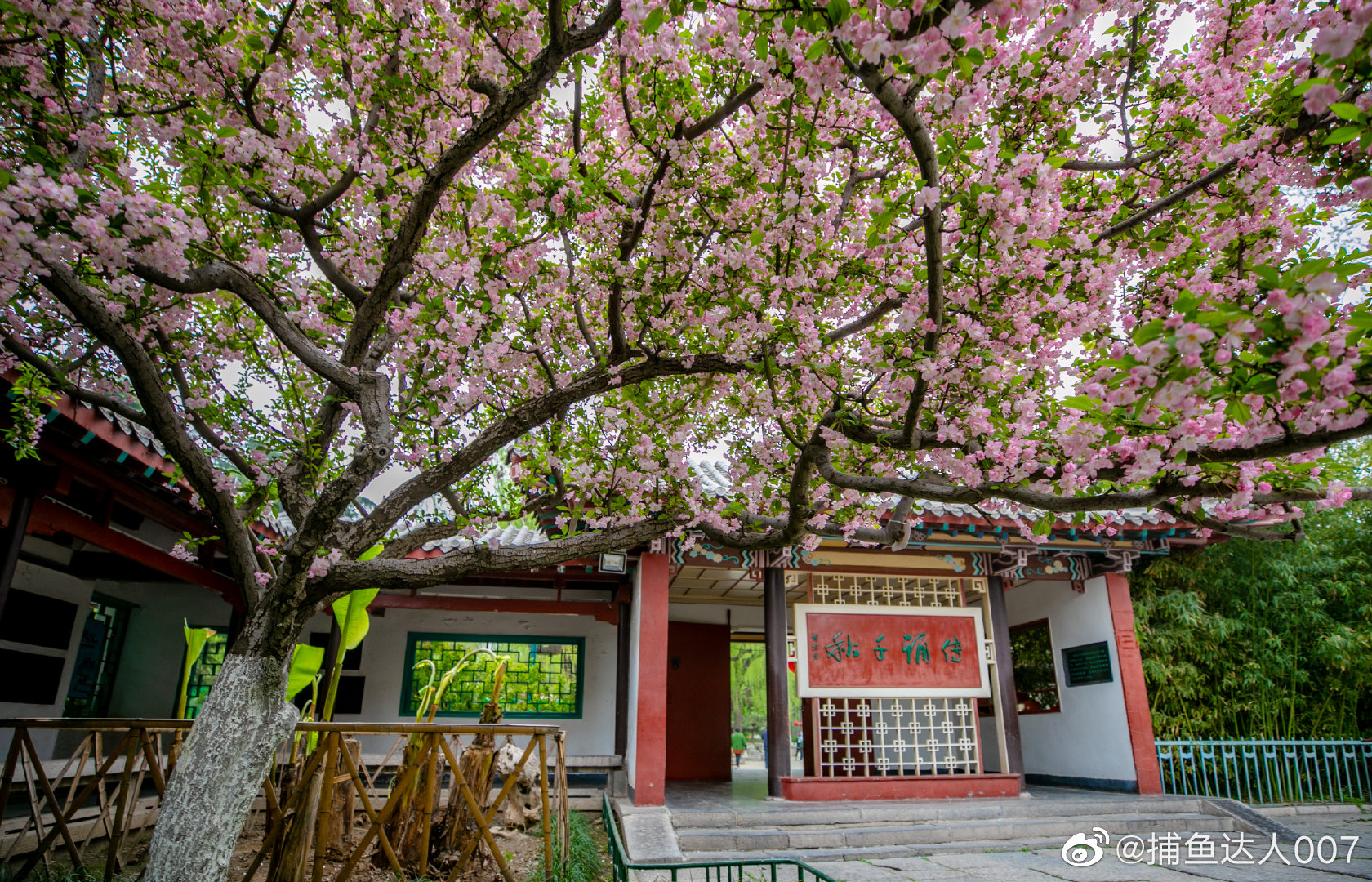 垂丝海棠---趵突泉清照祠@济南市文化和旅游局 @中国摄影师联盟