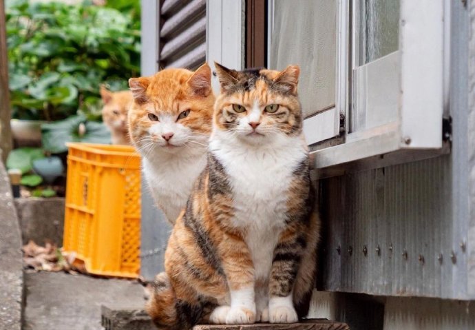 一群喜欢看热闹的猫咪