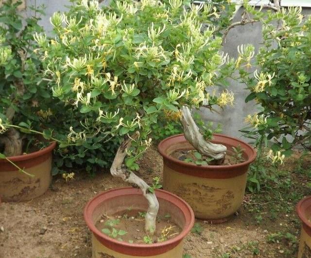 金银花盆景要怎样修剪才能更显苍劲古朴自然优美