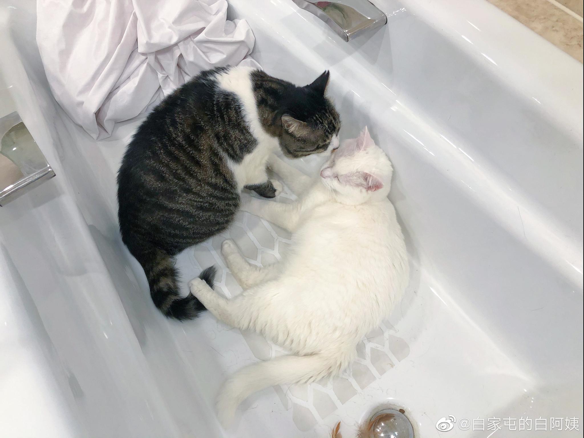 浴缸真的play了!