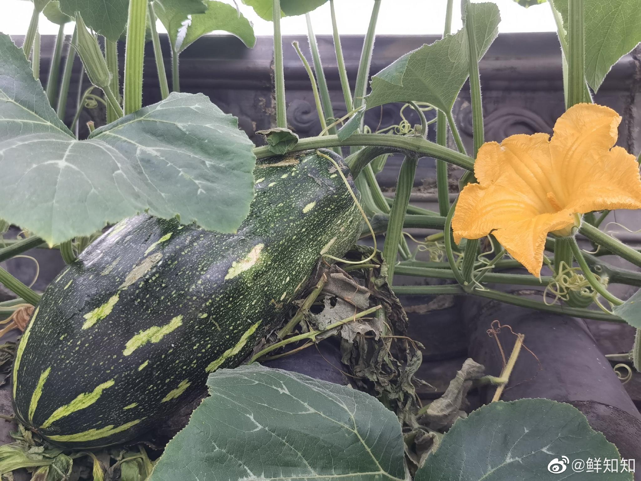 我院儿里的南瓜藤正到处疯狂地爬……__财经头条