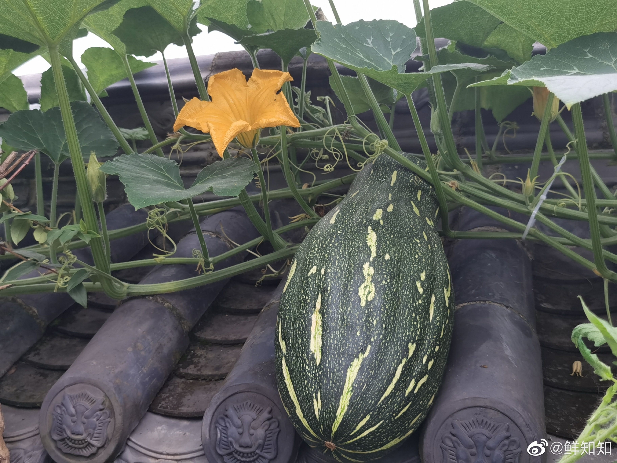 67我院儿里的南瓜藤正到处疯狂地爬,让人感觉