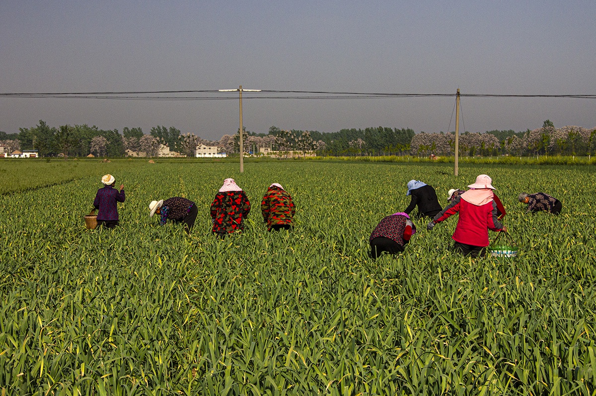 河南农民跨省干活,凌晨起床往返几十公里:场景如上个世纪