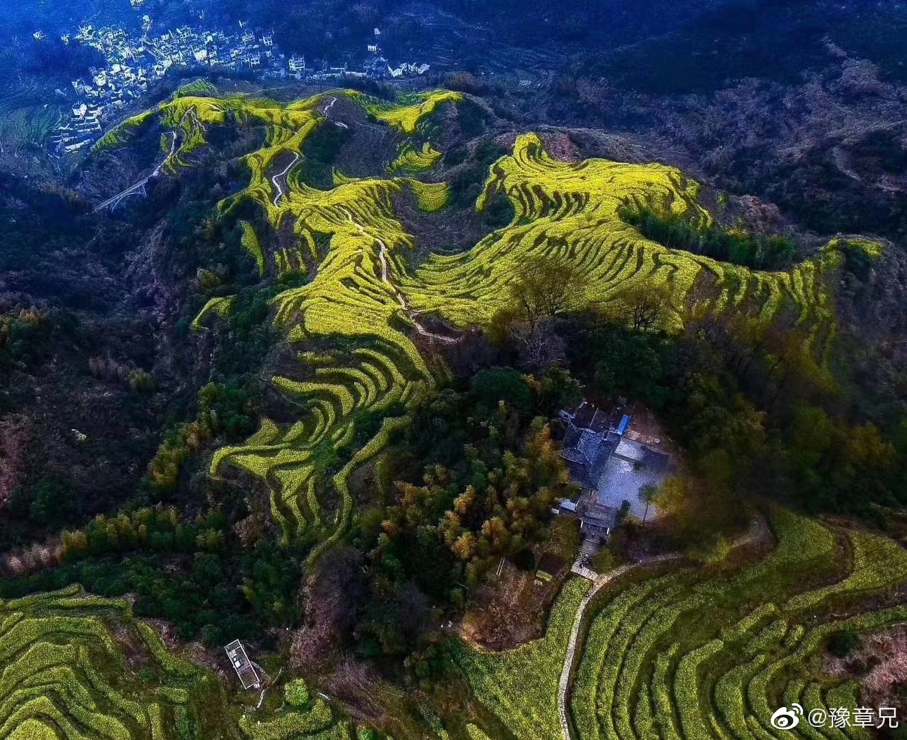 婺源最后的一片油菜花海，当山下平原地花败之际 