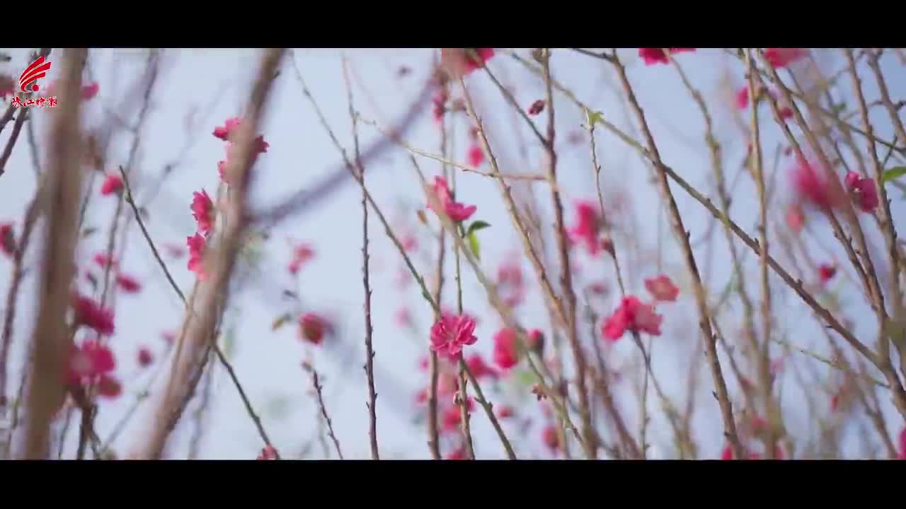 今日立春 花满枝头 万象更新