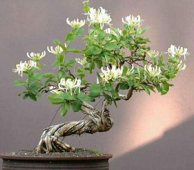 金银花盆景要怎样修剪才能更显苍劲古朴自然优美