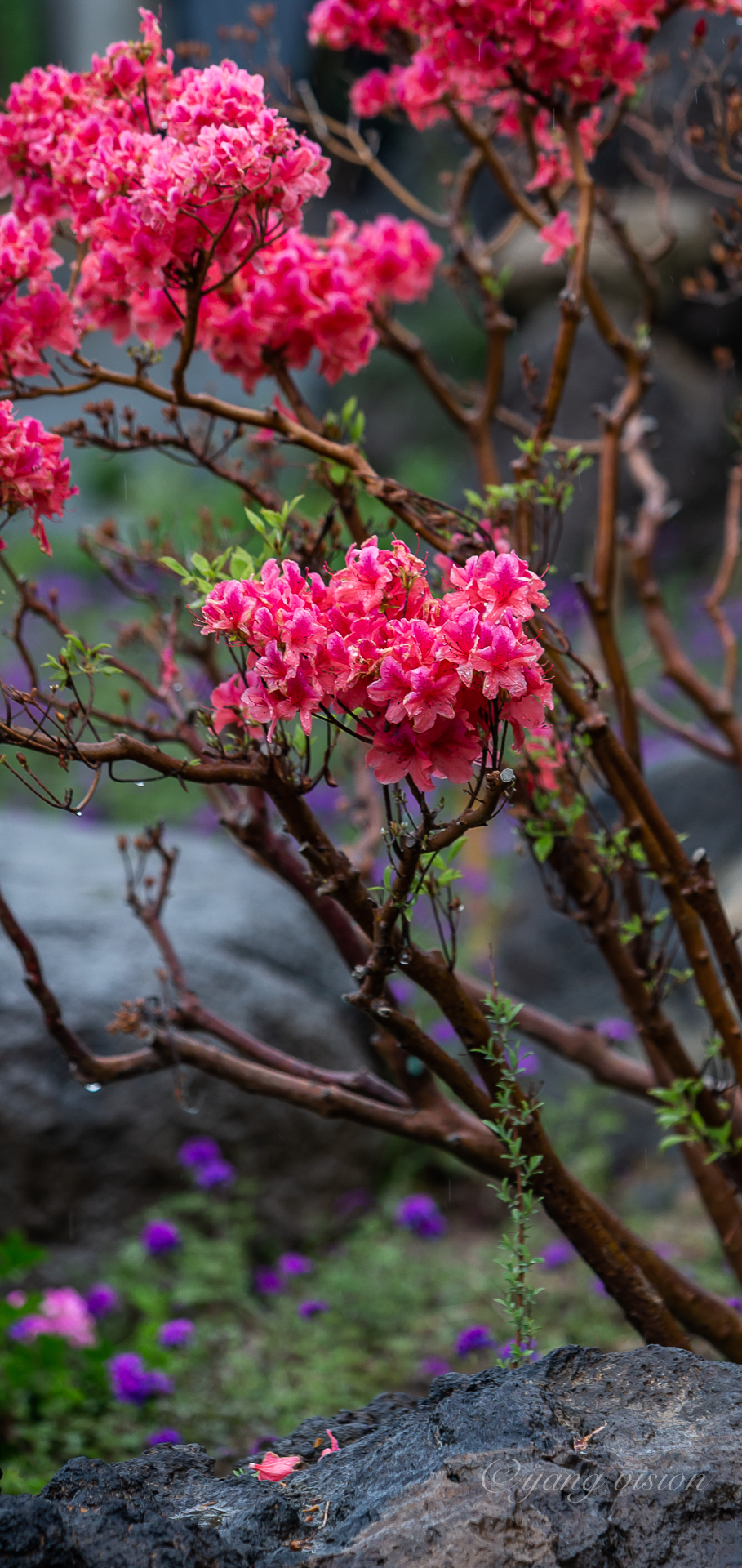 2020京城繁花,春雨杜鹃花