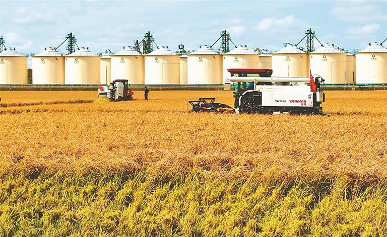 丰收稻谷满粮仓|农场|金色|丰收_新浪新闻