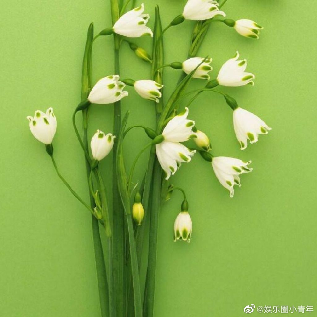 yamy把头像换成了玲花,花语是新生.