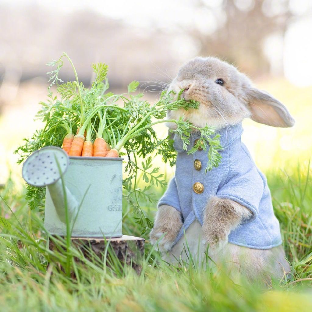 小兔子的春天. 早安_高清图集_新浪网