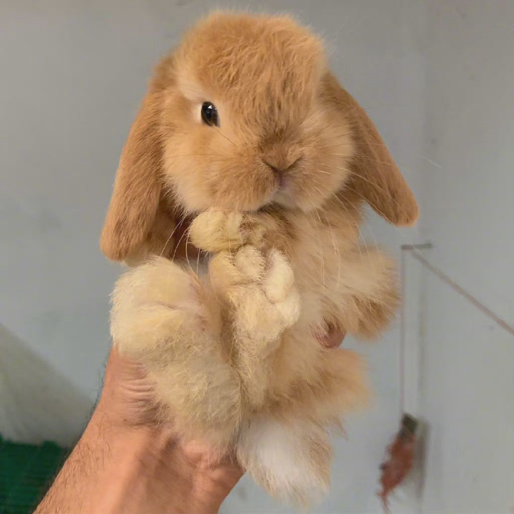 可可爱爱小兔叽早安