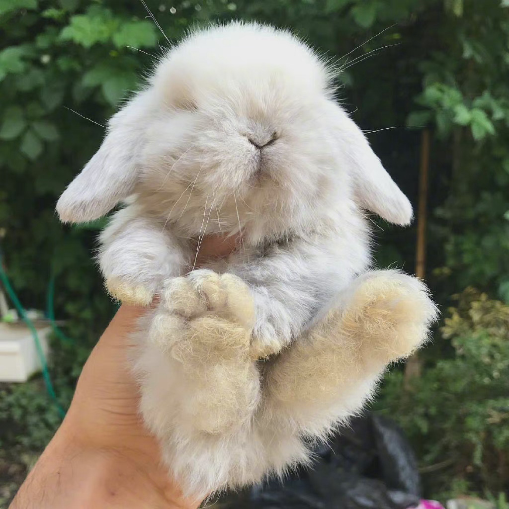 可可爱爱小兔叽早安