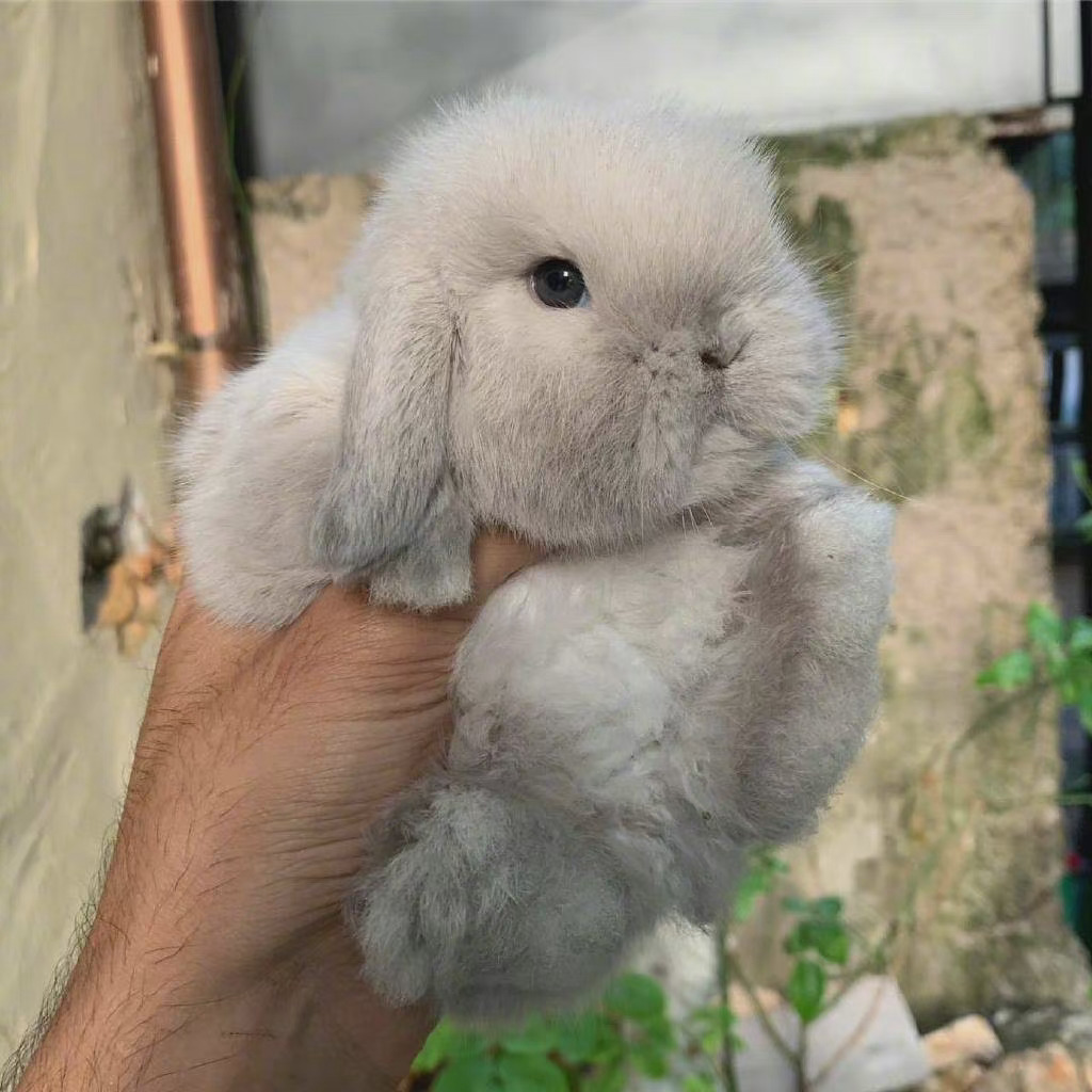 可可爱爱小兔叽早安