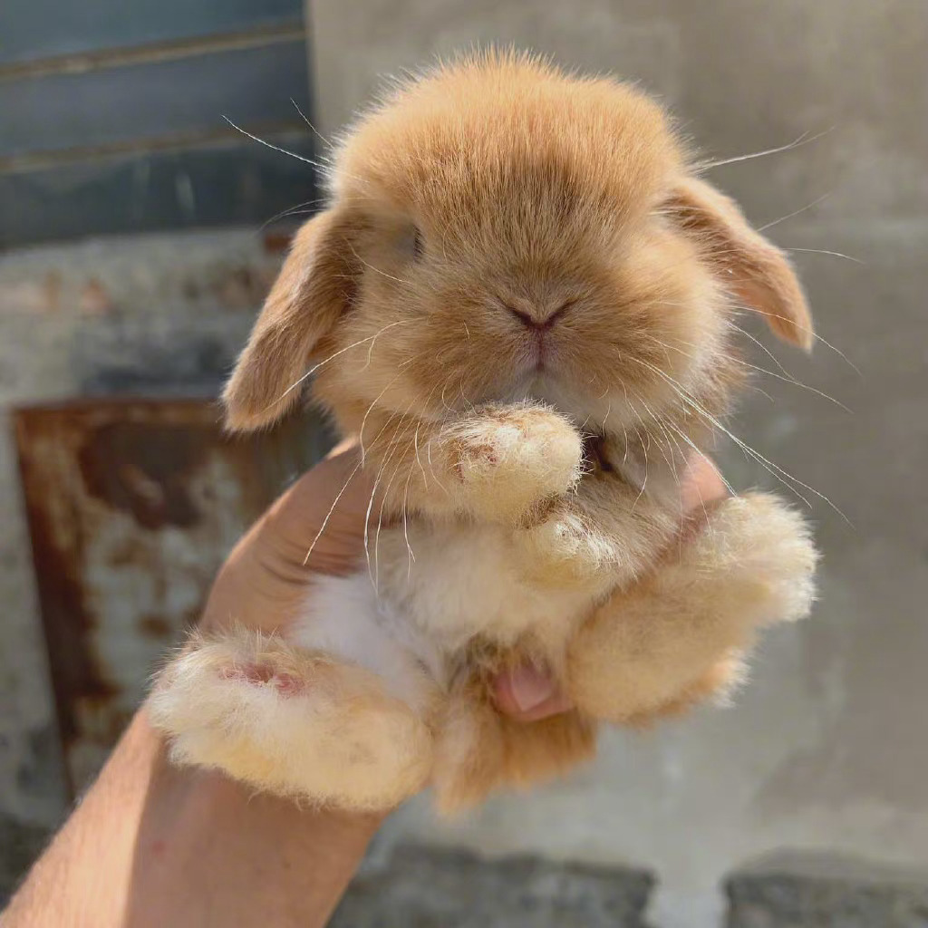 可可爱爱小兔叽早安