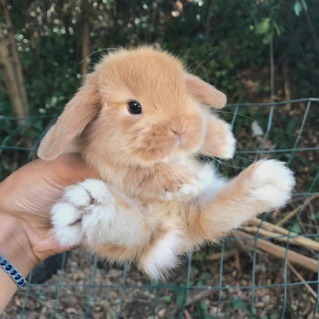 可可爱爱小兔叽早安