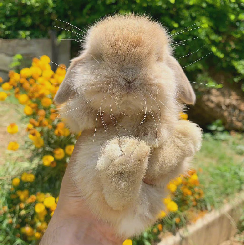 可可爱爱小兔叽早安