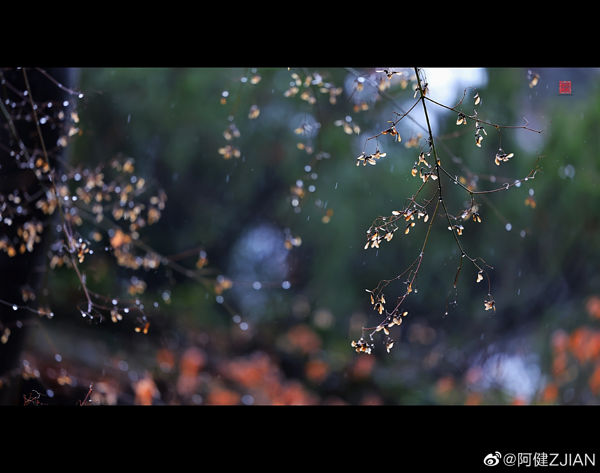 "江南殊气候,冬雨作春寒",冬雨给江南古镇虽带来了丝丝寒意……__财经