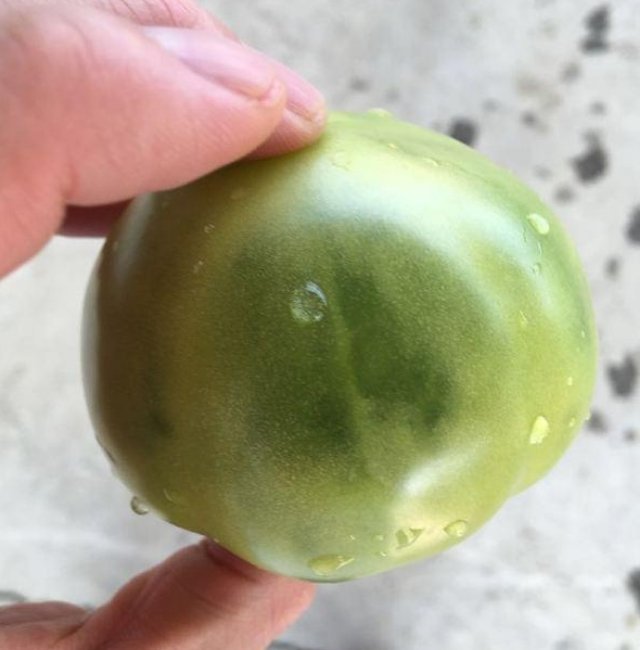 西红柿有个品种叫青苹果西红柿,也叫贼不偷