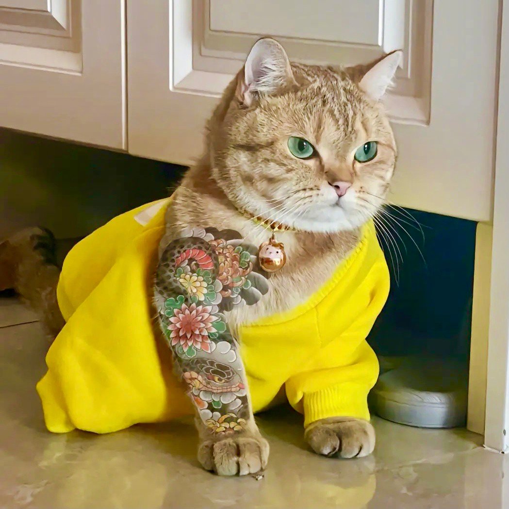 霸气侧漏的猫咪头像,社会大家猫咪头像_高清图集_新浪网