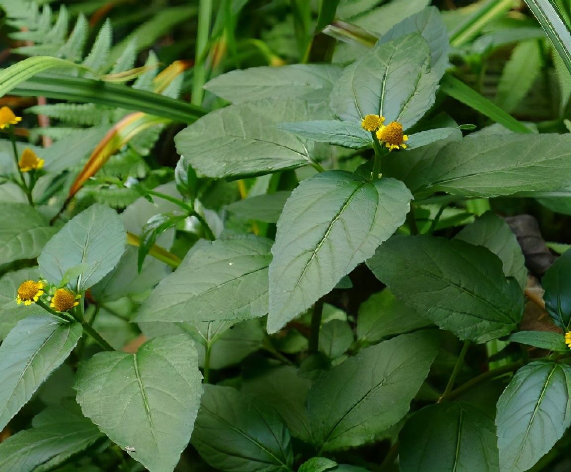 云南发现新物种"大叶可爱花",专家称:这种花不仅漂亮,还独特