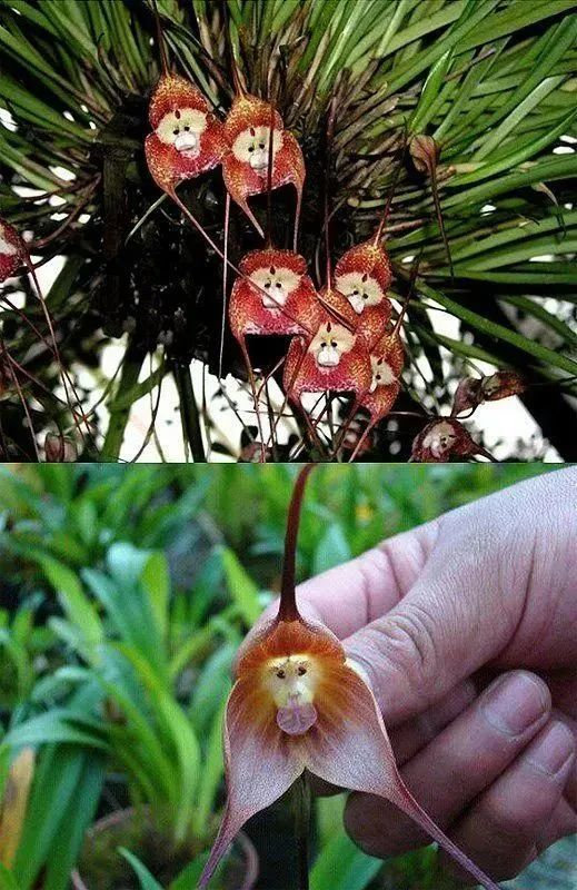 神奇的植物,猴花
