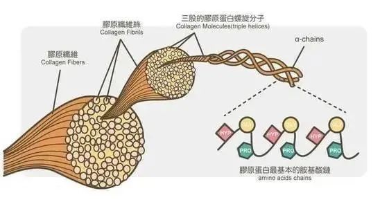 胶原蛋白品牌十大排行 哪个牌子效果最好