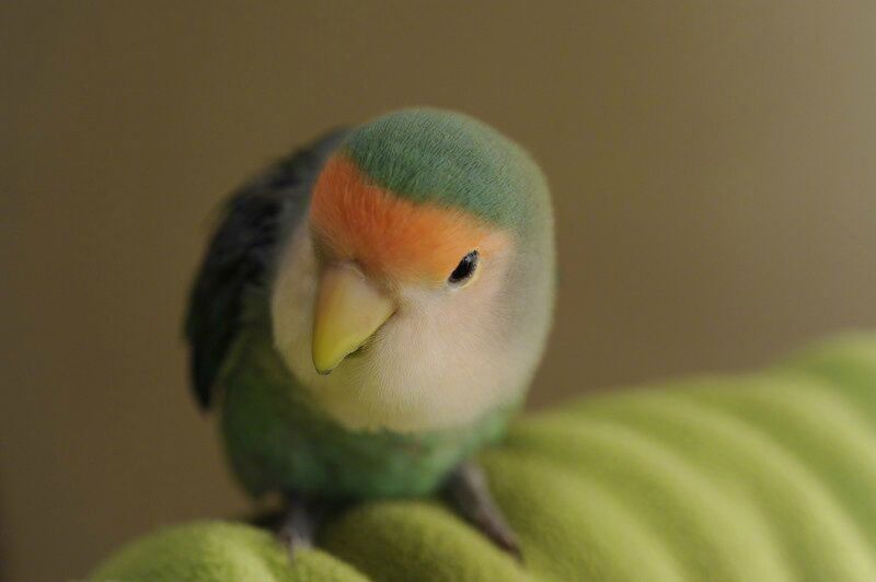 敲可爱小鹦鹉日常.早安!