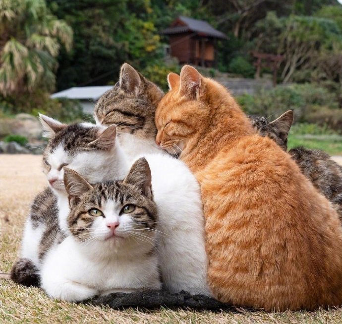 一群喜欢看热闹的猫咪