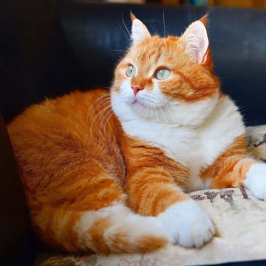 最容易长胖猫咪排行榜，榜首不是橘猫竟然是他！！！ - 知乎
