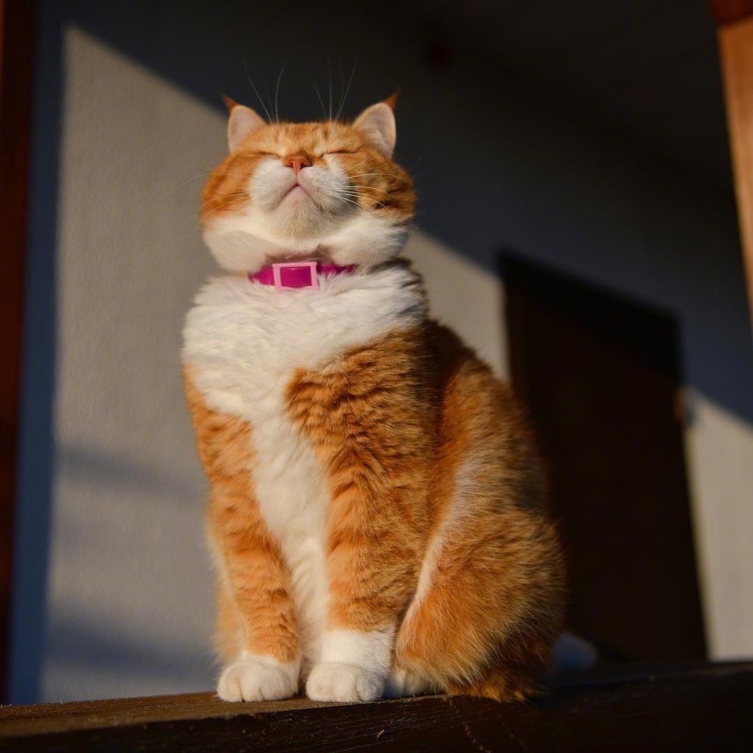 一直懒洋洋的大胖橘猫！__财经头条