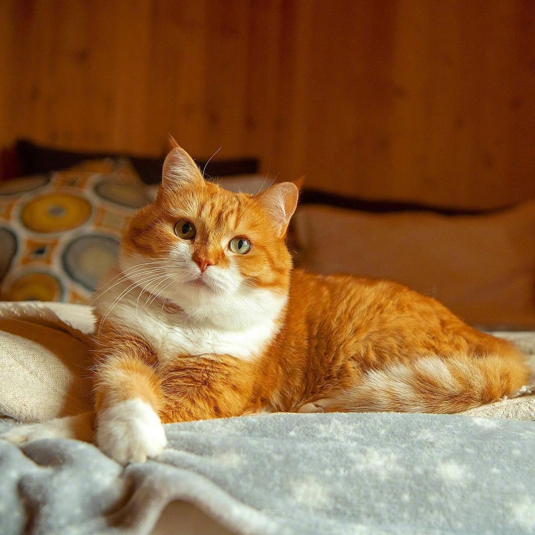 一直懒洋洋的大胖橘猫！__财经头条