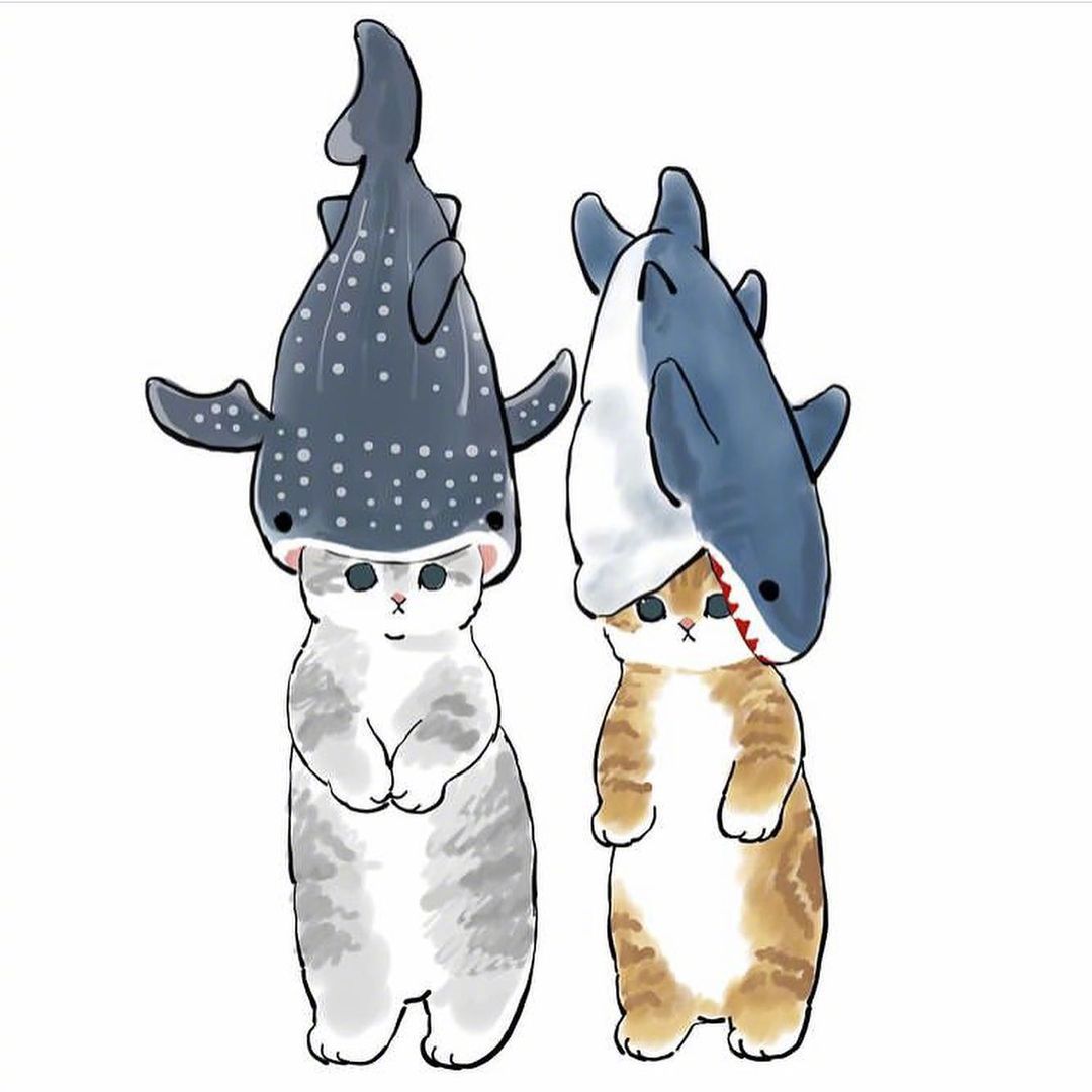 鲨鱼 猫=?
