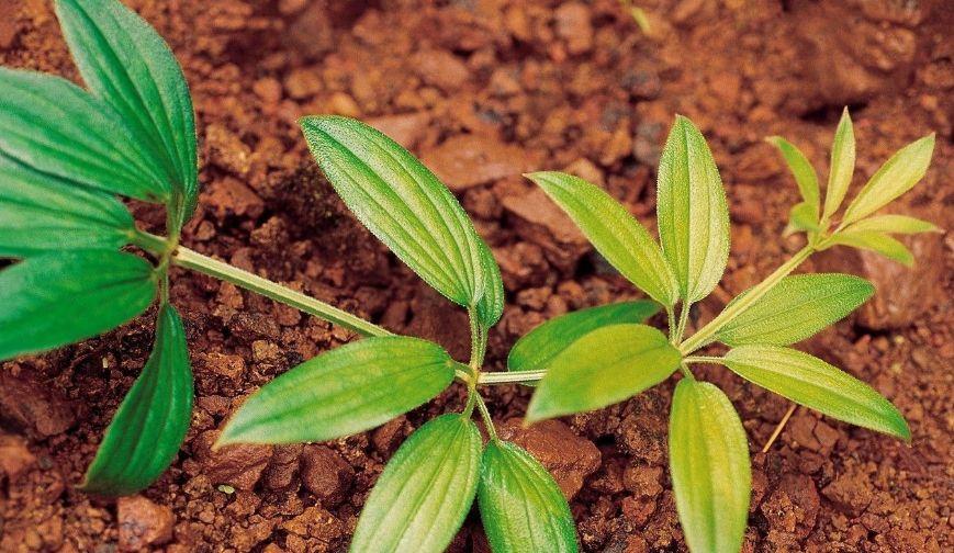 新西兰茜草叶片会变色如何养好它呢