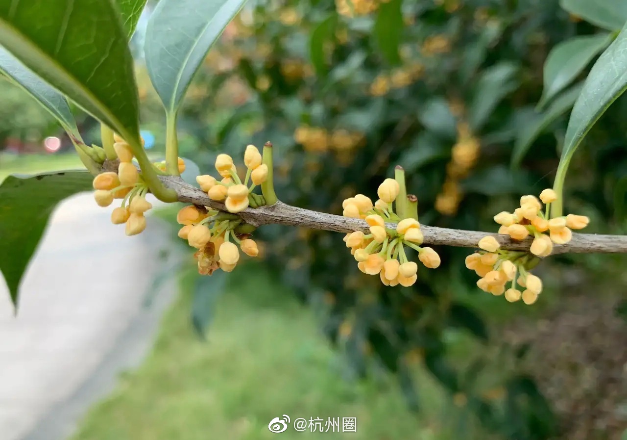 开了开了,太激动了,杭州的桂花终于香了!