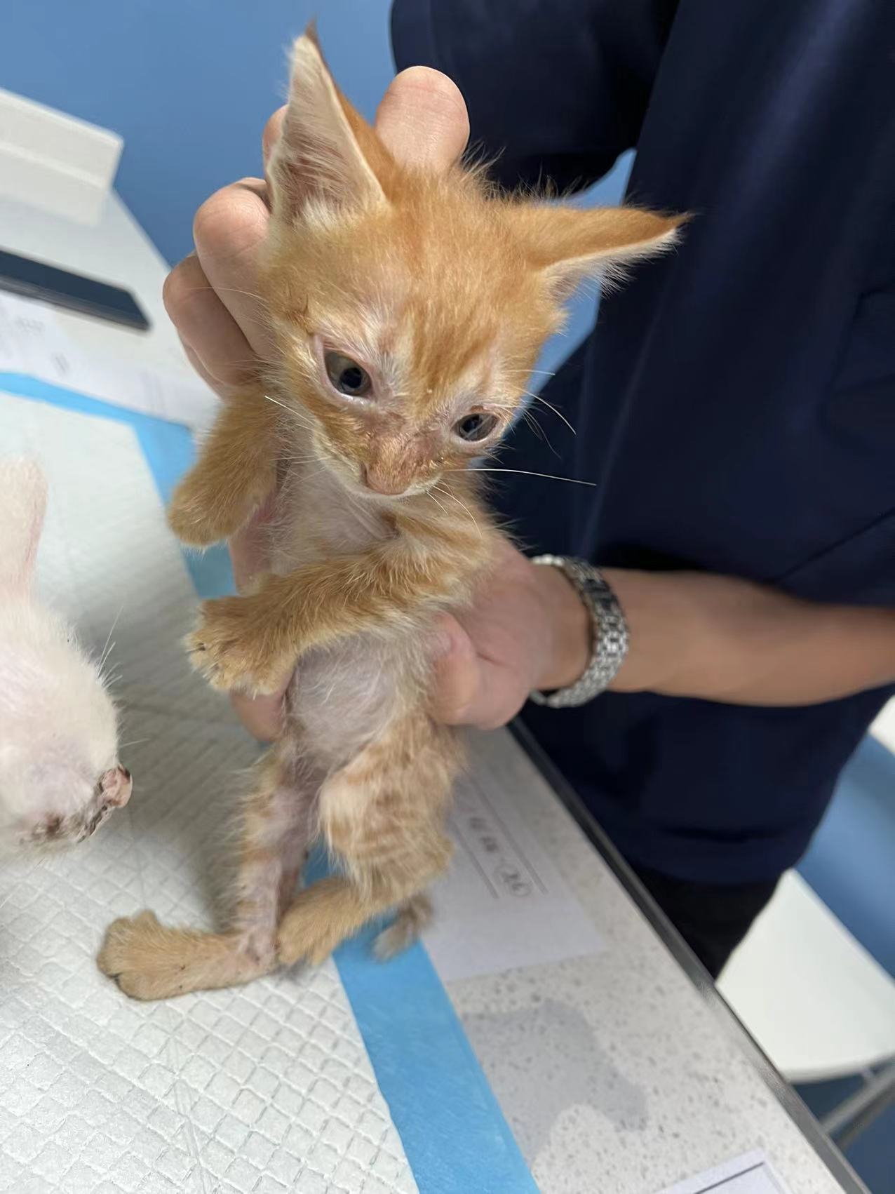 191橘猫叫黄浦 192灰猫叫河南 193大白猫叫东路