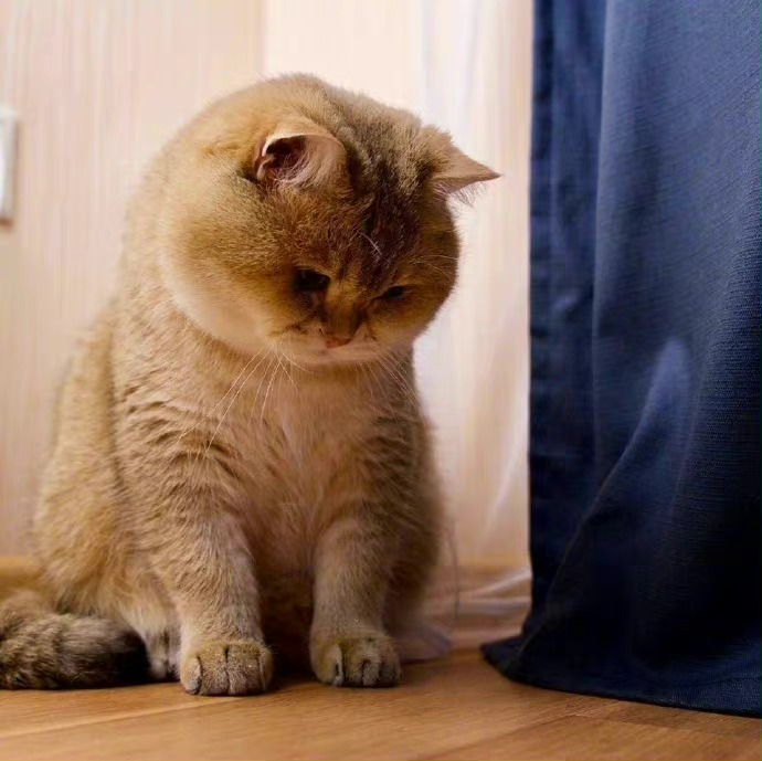 可可爱爱大脸猫,早安!__财经头条