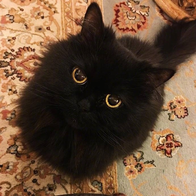 蓬松的小黑猫