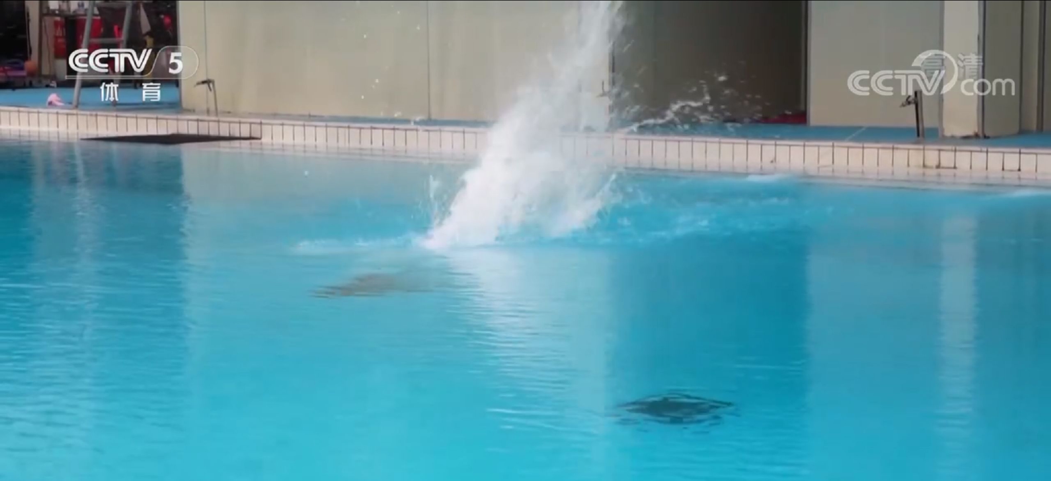 神仙打架!全红婵水花消失术斩获3满分,碾压张家齐陈芋汐夺冠休闲区蓝鸢梦想 - Www.slyday.coM 神仙打架!全红婵水花消失术斩获3满分,碾压张家齐陈芋汐夺冠休闲区蓝鸢梦想 - Www.slyday.coM