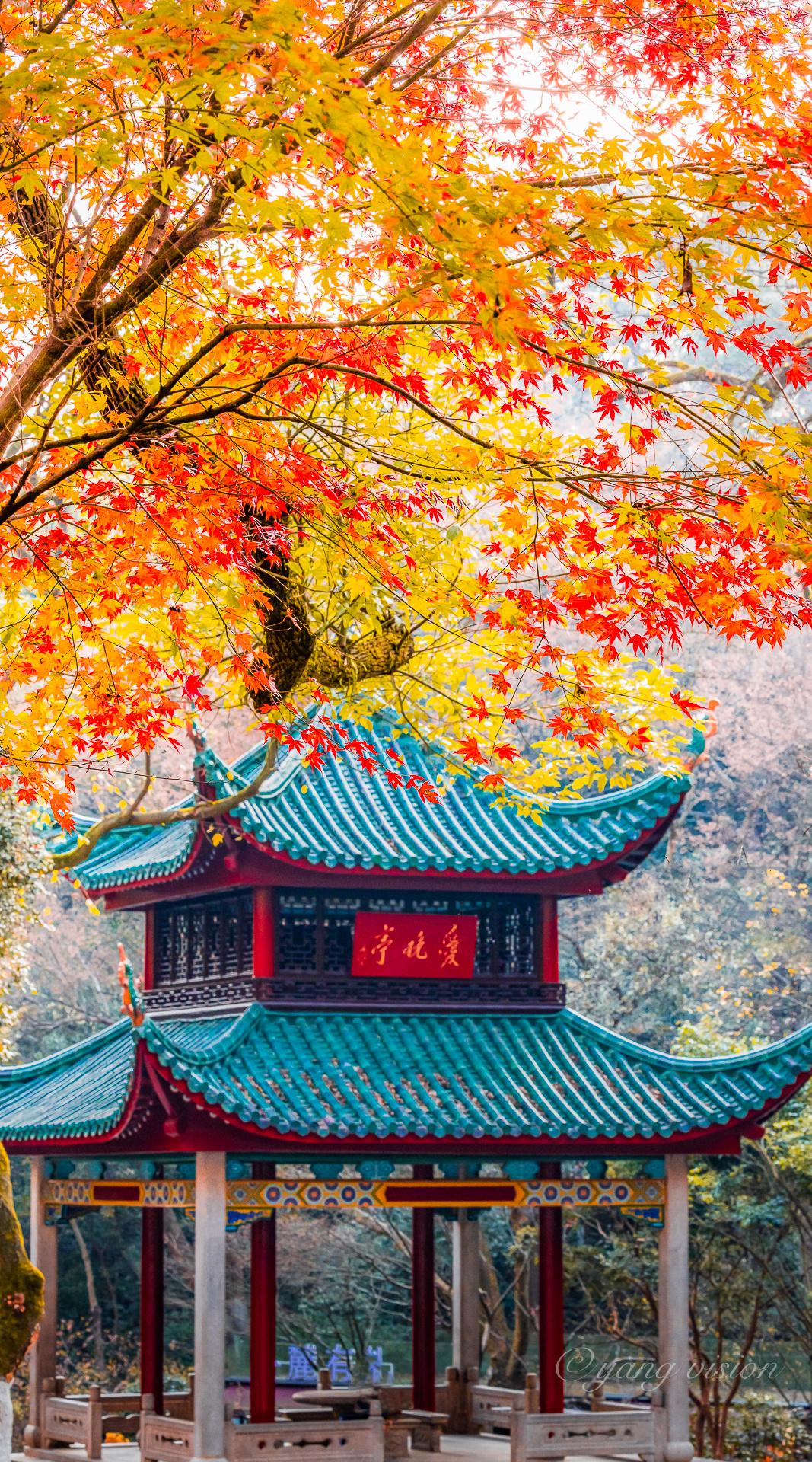 2021古建秋色爱晚亭枫叶季
