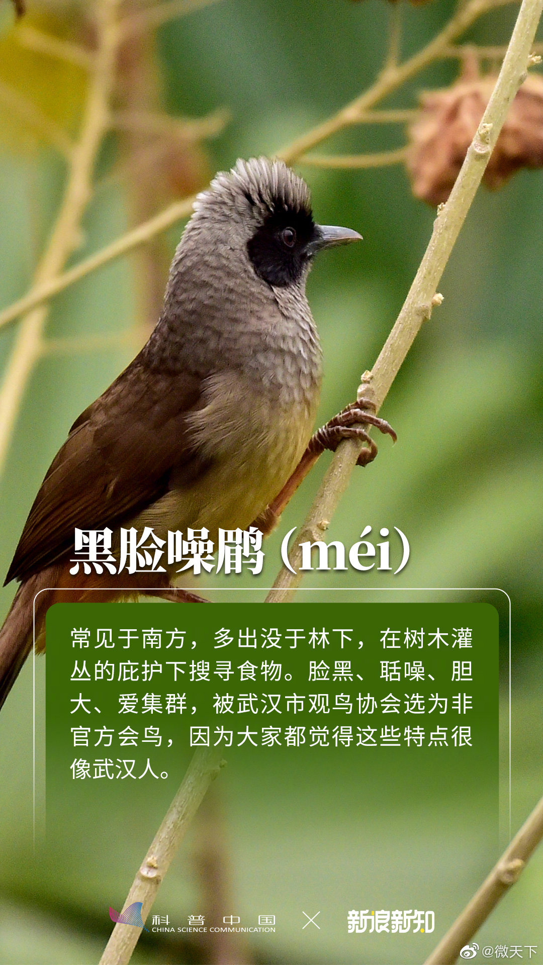 你有多久没听过鸟叫了__财经头条