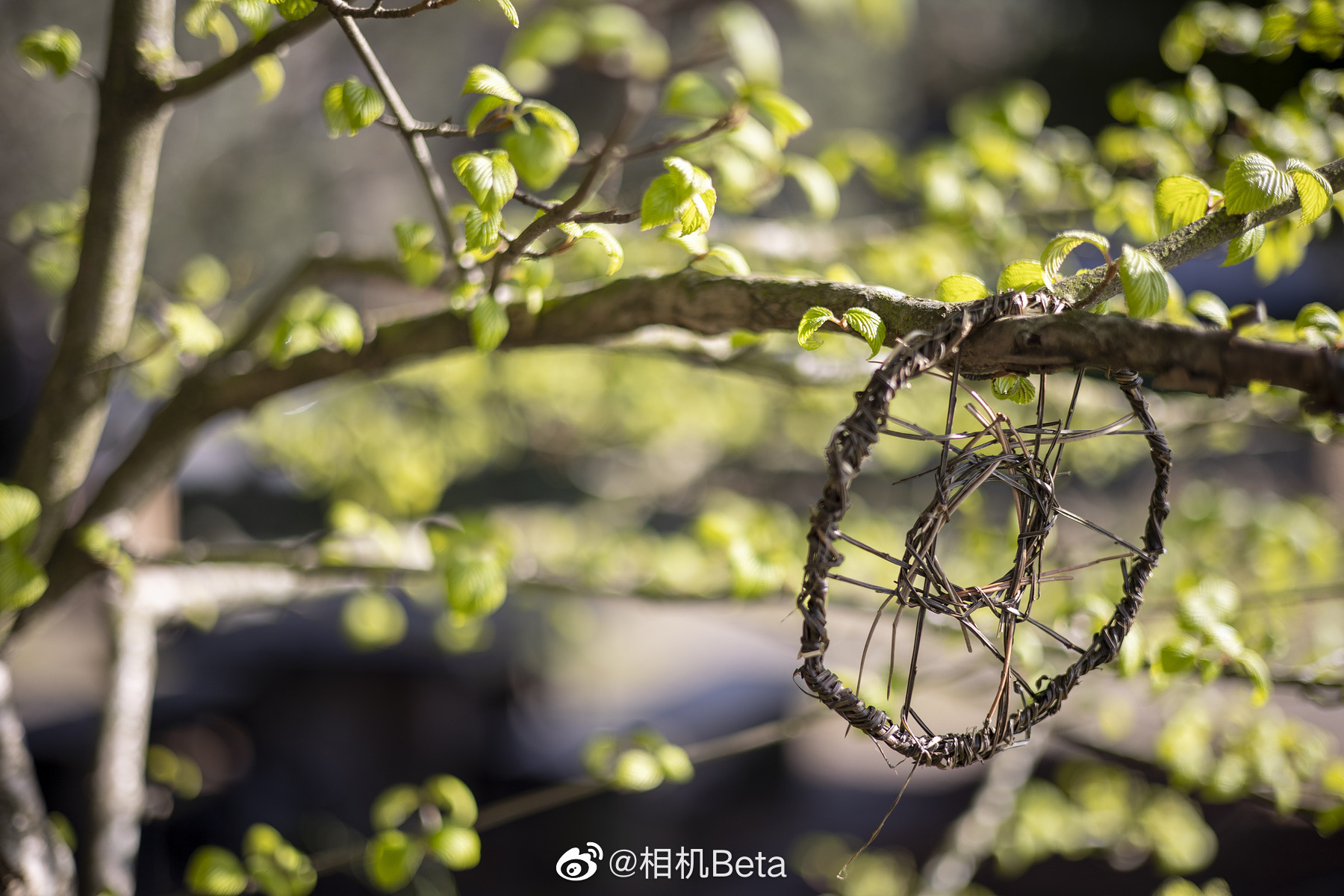 佳能rf 50mm f1.8 stm "小痰盂"镜头实拍样片