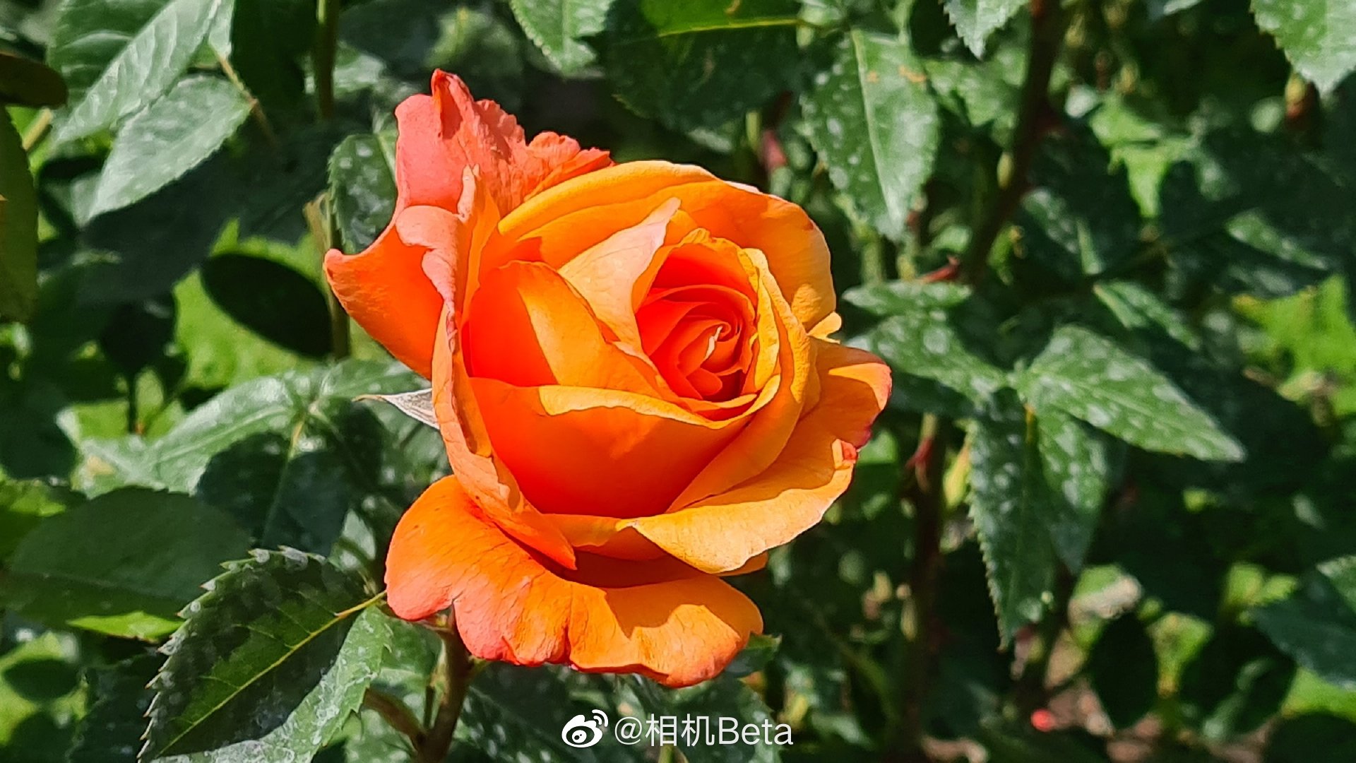 三星galaxy s20 ultra智能拍照手机真机实拍样片